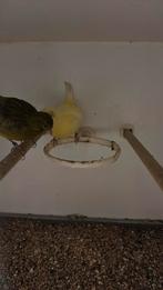 Koppel kanarie (fife fancy) 2024, Dieren en Toebehoren, Meerdere dieren, Kleurkanarie