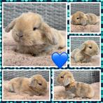 Schattige jonge raszuivere hangoor dwerg baby konijntjes, Dieren en Toebehoren, Konijnen, Meerdere dieren, Dwerg, Hangoor, 0 tot 2 jaar