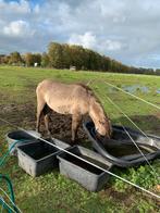 Oppas gezocht, Dieren en Toebehoren, Ophalen of Verzenden