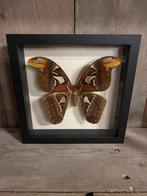 Atlasmot in lijst, Ophalen of Verzenden, Nieuw, Insect, Opgezet dier