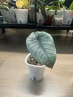 Alocasia platinum, Huis en Inrichting, Kamerplanten, Ophalen of Verzenden, Overige soorten, Minder dan 100 cm