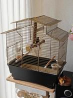 Parva Putter man 2024  met kooi, Dieren en Toebehoren, Vogels | Overige Vogels, Mannelijk, Wildzangvogel, Geringd