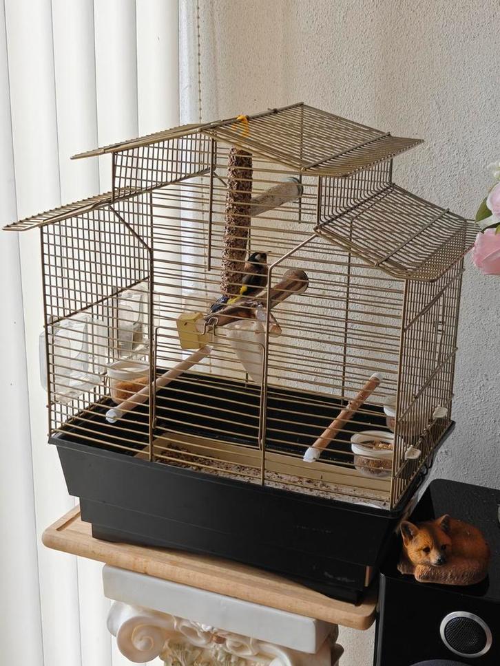 Parva Putter man 2024  met kooi, Dieren en Toebehoren, Vogels | Overige Vogels, Wildzangvogel, Mannelijk, Geringd