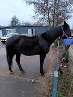 Lieve merrie te koop, Dieren en Toebehoren, Paarden, Merrie, Minder dan 160 cm, Met stamboom, Zadelmak