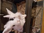 Vrouwtjes konijn, Dieren en Toebehoren, Vrouwelijk