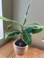 Bananenplantjes, 6 mnd oud, zelf uit te zoeken, Huis en Inrichting, Kamerplanten, Ophalen, Fruitplant, Minder dan 100 cm, Volle zon