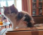 Britse langhaar  Siberische boskat, Poes, Gechipt, 0 tot 2 jaar