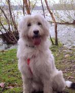 Odette - Mioritic mix (teef, 1 jaar 9 maanden), Particulier, Rabiës (hondsdolheid), Overige rassen, 1 tot 2 jaar