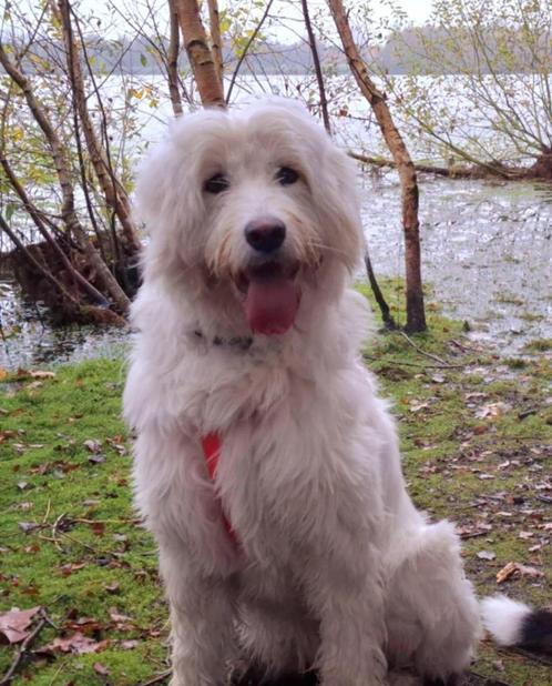 Odette - Mioritic mix (teef, 1 jaar 9 maanden), Dieren en Toebehoren, Honden | Herdershonden en Veedrijvers, Teef, Overige rassen