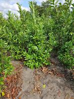 Laurier Prunus laurocerasus Rotundifolia tot 225cm hoog, Ophalen, Laurier, 100 tot 250 cm