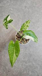 Alocasia Okinawa Silver Variegata, Ophalen of Verzenden, Halfschaduw, Minder dan 100 cm