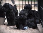 Bouvier pup, Dieren en Toebehoren, Honden | Herdershonden en Veedrijvers, Bouvier, Parvo, 8 tot 15 weken, Meerdere