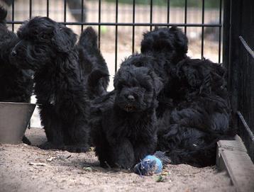 Bouvier pup beschikbaar voor biedingen