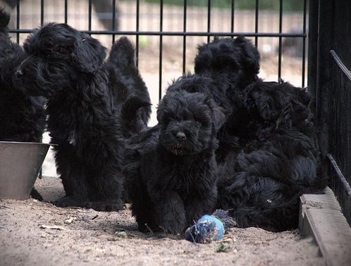 Bouvier pup, Dieren en Toebehoren, Honden | Herdershonden en Veedrijvers, Meerdere dieren, Bouvier, Particulier, Meerdere, Nederland