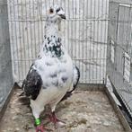 Postduiven Postduif, Dieren en Toebehoren, Vogels | Duiven, Mannelijk, Kropper