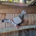 Duiven te koop man, Dieren en Toebehoren, Vogels | Duiven, Mannelijk, Overige soorten