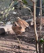 Virginische boomkwartel haan, Mannelijk, Tropenvogel, Geringd