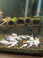 L144 Snow White! (Witte algeneters), Vis