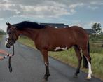 Zeer knappe 3,5 jarige D pony eyecatcher, Merrie, Gechipt, 3 tot 6 jaar, Onbeleerd