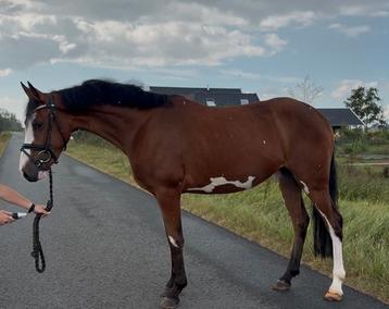Zeer knappe 3,5 jarige D pony eyecatcher beschikbaar voor biedingen