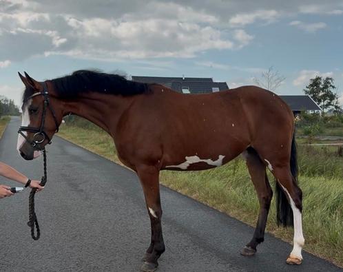 Zeer knappe 3,5 jarige D pony eyecatcher, Dieren en Toebehoren, Pony's, Merrie, Onbeleerd, D pony (1.37m tot 1.48m), 3 tot 6 jaar