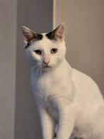 Knuffelkont zoekt huisje zonder katten, Dieren en Toebehoren, Katten en Kittens | Overige Katten, Kater, Kortharig, 0 tot 2 jaar