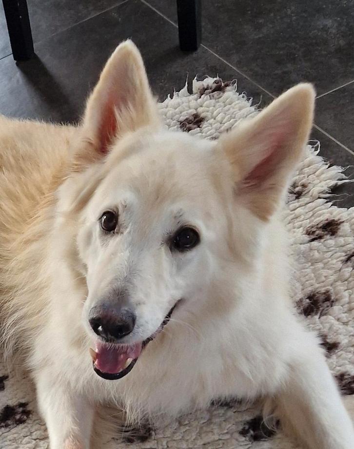 Zwitserse Witte herder reu 9 jaar, Dieren en Toebehoren, Honden | Herdershonden en Veedrijvers, Reu, Herder, Particulier, Eén hond