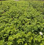Rosa rugosa , rubiginosa in pot | verschillende maten, Ophalen of Verzenden, Overige soorten, Minder dan 100 cm