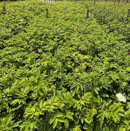 Rosa rugosa , rubiginosa in pot | verschillende maten, Tuin en Terras, Planten | Struiken en Hagen, Overige soorten, Minder dan 100 cm