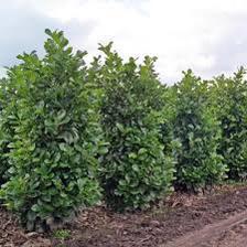 Prunus L Rotundifolia (Laurierkers), Tuin en Terras, Ophalen of Verzenden, Laurier, 100 tot 250 cm