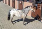 Appaloosa mini paardje dekhengst bruin panterbont 91 cm, Dieren en Toebehoren, Paarden en Pony's | Dekhengsten en Fokmerries, Hengst