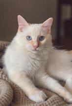 Ragdoll kitten kater, Dieren en Toebehoren, Katten en Kittens | Raskatten | Langhaar, Meerdere dieren, Ontwormd, 0 tot 2 jaar