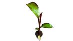 Ensete ventricosum maurelii rode banenenplant, Tuin en Terras, Halfschaduw, Vaste plant, Herfst, Fruitplanten