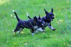 friese stabij pups / labrador pups / kruising, 8 weken oud, Dieren en Toebehoren, 8 tot 15 weken, Labrador retriever, Meerdere