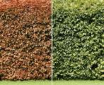 Beukenhaag VOORRADIG, Tuin en Terras, Planten | Tuinplanten, Ophalen of Verzenden, Overige soorten, Volle zon