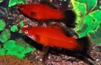 red wagtail zwaardrager €4,95, Vis, Zoetwatervis