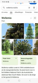 Gezocht. De wollemia nobilis boom/plant, Ophalen, Volle zon, Overige soorten, Minder dan 100 cm
