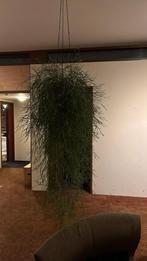 2x Hangplant in bolhanger, Ophalen, Overige soorten, Halfschaduw, In pot