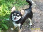 TK GEVR Een chihuahuateefje ,langhaar,black/tan and white, Rabiës (hondsdolheid), 1 tot 2 jaar, Teef, Eén hond