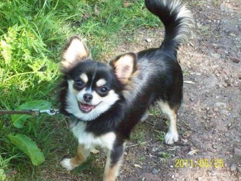 TK GEVR Een chihuahuateefje ,langhaar,black/tan and white, Dieren en Toebehoren, Honden | Chihuahua's en Gezelschapshonden, Teef