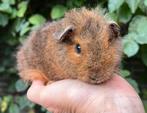 Lief Rex zeugje, orange-agouti, Dieren en Toebehoren, Cavia, Juli, Vrouwelijk, Tam