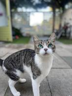 Kat, Dieren en Toebehoren, Katten en Kittens | Dekkaters, 0 tot 2 jaar