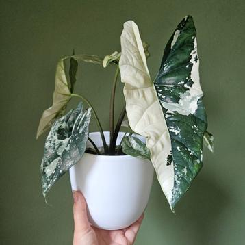 Alocasia Simpo Albo beschikbaar voor biedingen