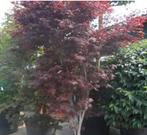 Japanse Esdoorn 'Atropurpureum' - Zelf verwijderen!, Tuin en Terras, Ophalen, Bloeit niet, Halfschaduw, Overige soorten