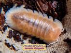 Cubaris sp. ‘Snow Queen’ isopods / pissebedden, Dieren en Toebehoren, Overige soorten