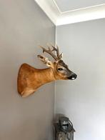 Ree reebok hert gewei XXL, Verzamelen, Dierenverzamelingen, Ophalen of Verzenden, Nieuw, Hert, Gewei of Kop
