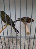 groene fluitende man, Dieren en Toebehoren, Vogels | Kanaries, Mannelijk, Kleurkanarie