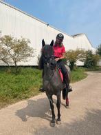 Mooie gevoelige E pony zoekt juiste match, Dieren en Toebehoren, Pony's, Merrie, E pony (1.48m - 1.57m), 11 jaar of ouder
