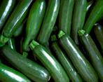 Courgette Black Beauty, Ophalen of Verzenden, Voorjaar, Volle zon, Zaad
