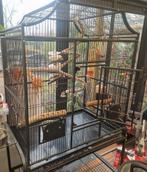 Vogelkooi Keddoc Florida, Ophalen of Verzenden, Metaal, Vogelkooi